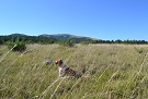Gara cani Faleria